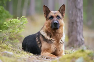 Is a German Shepherd Large or XL