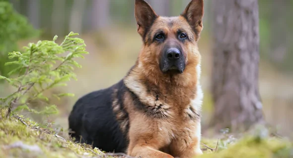 Is a German Shepherd Large or XL? Your Answer