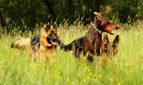 Is a German Shepherd or Doberman Better? Explained