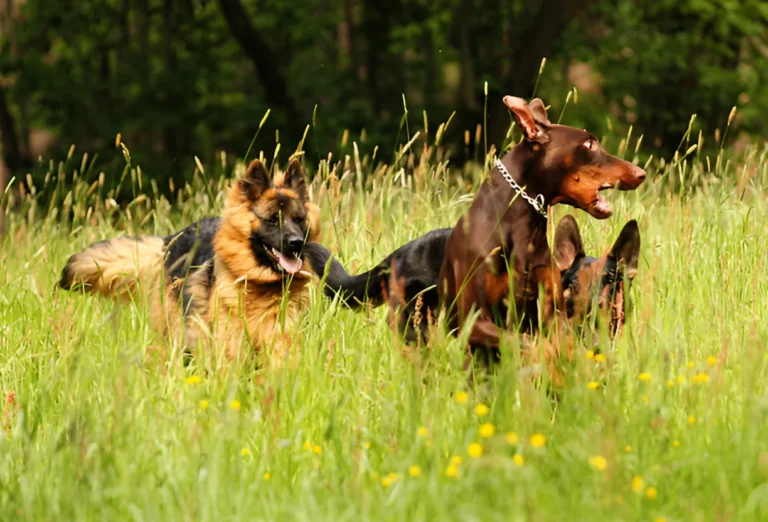 Is a German Shepherd or Doberman Better