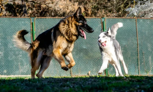 Is a German Shepherd or Husky Bigger? Comparison