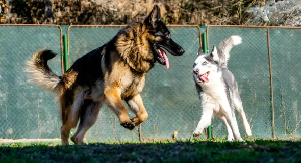 Is a German Shepherd or Husky Bigger? Comparison