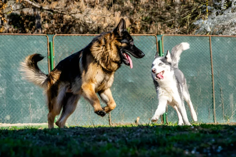 Is a German Shepherd or Husky Bigger