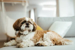 Is a Shih Tzu a Good House Dog