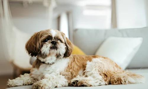 Is a Shih Tzu a Good House Dog? Yes (Facts to Know)