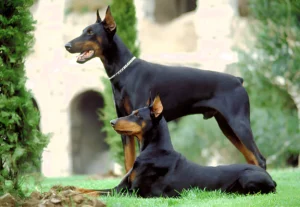 Male or Female Doberman Which is Better for You