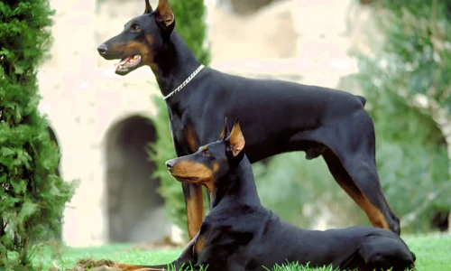 Male or Female Doberman Which is Better for You