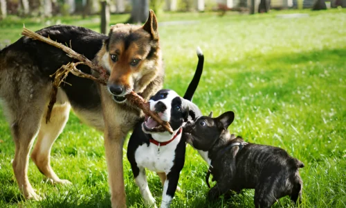 Pitbull vs German Shepherd Strength Explained