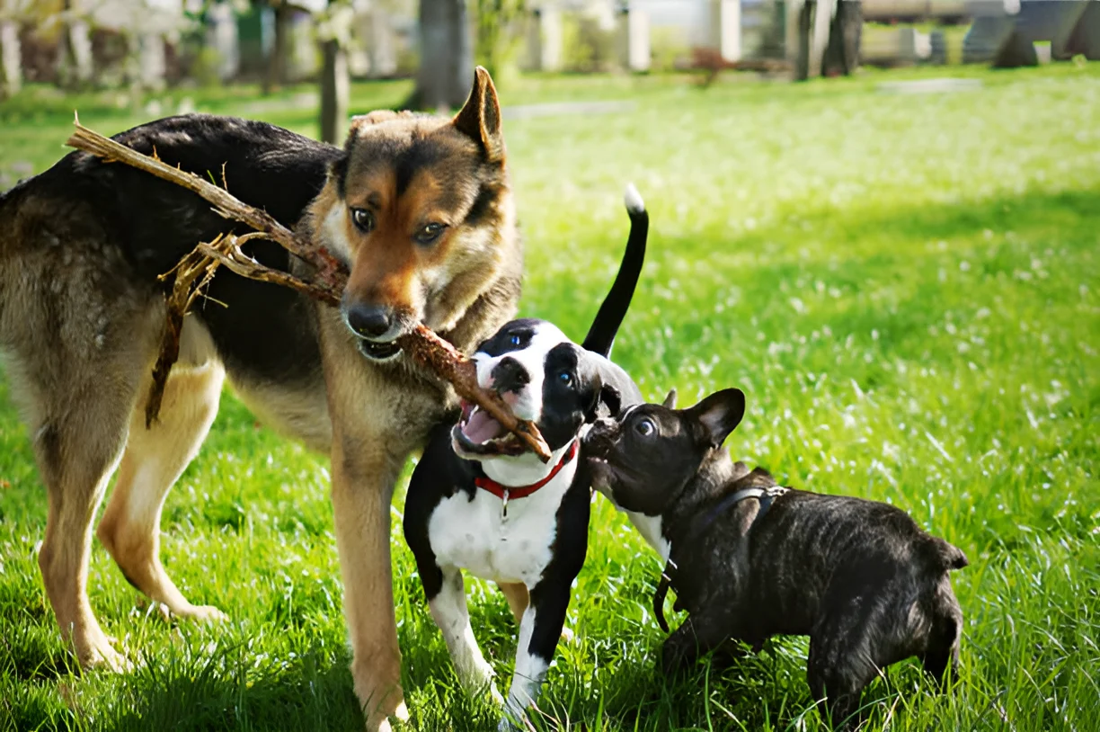 Pitbull vs German Shepherd Strength Explained