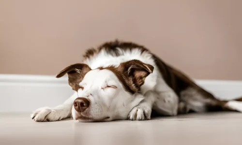 Should I Let My Dog Sleep After Throwing Up? Yes