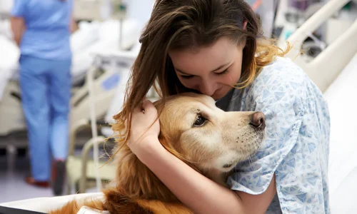 Therapy Dog vs Companion Dog Difference: Explained