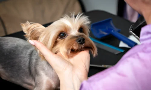 What Calms a Yorkie? Quick Tips and Tricks