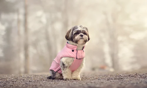 What Clothes Can Dogs Wear? Complete List