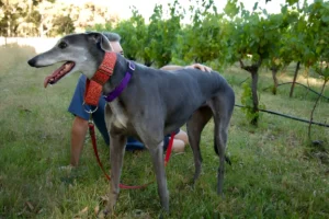 What Do You Feed Retired Greyhounds