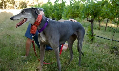 What Do You Feed Retired Greyhounds? Diet Plan