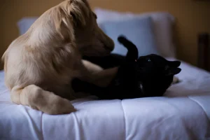 What Does It Mean When You See a Golden Retriever and a Black Cat