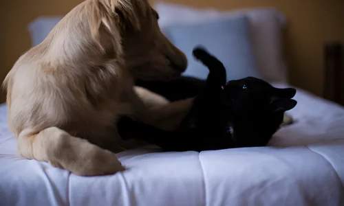 What Does It Mean When You See a Golden Retriever and a Black Cat?