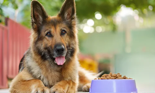 What Dog Food Dogs Can’t Resist? Crucial Guide