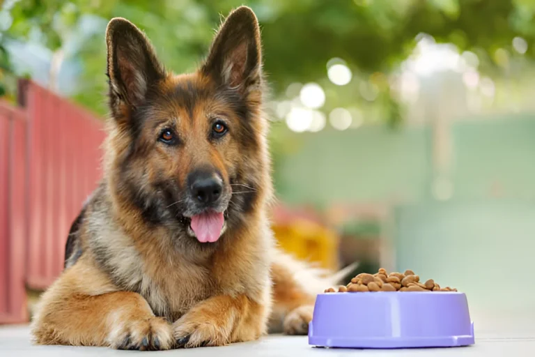 What Dog Food Dogs Can't Resist