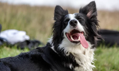 What Dog Has the Best Recall? Border Collie & More