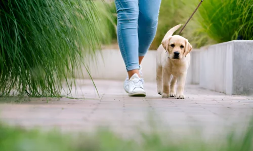 What Happens If You Don’t Walk Your Labrador?