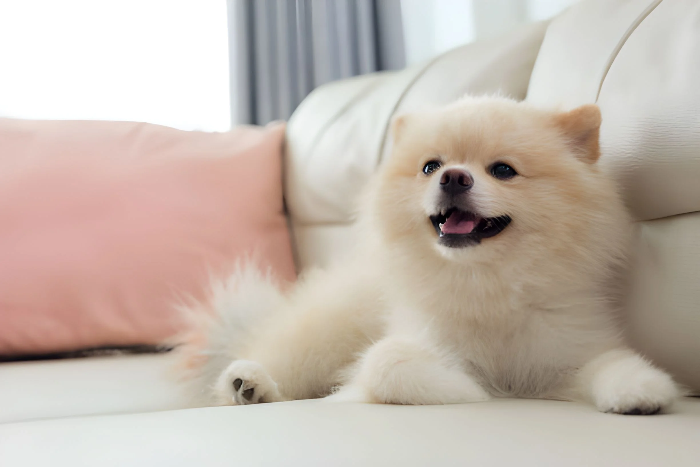 What Kind of Puppy Is Born Completely White