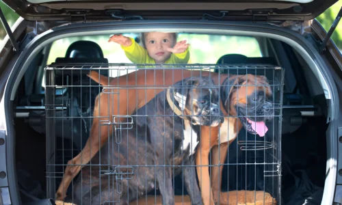 What SUV Can Fit a Large Dog Crate? Your Answer