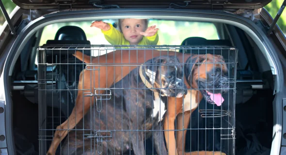 What SUV Can Fit a Large Dog Crate? Your Answer