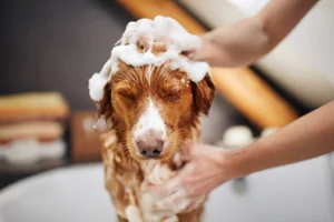 What Soap Is Good for Dogs with Sensitive Skin