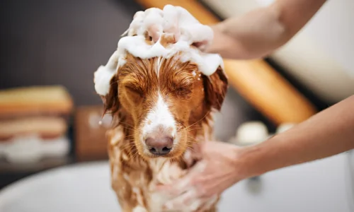 What Soap Is Good for Dogs with Sensitive Skin?