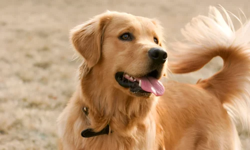 What is a Sanitary Trim for Golden Retrievers? Explained