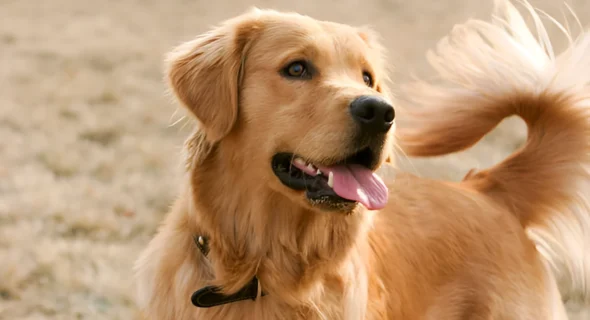 What is a Sanitary Trim for Golden Retrievers? Explained