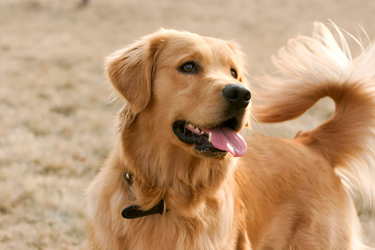 What is a Sanitary Trim for Golden Retrievers