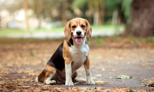 What is it Like to Own a Beagle? Your Answer