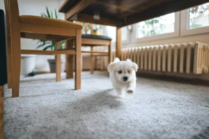 What is the Best Small House Dog