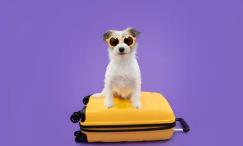 What is the Cheapest Way to Travel with a Dog?