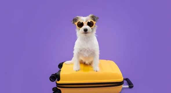 What is the Cheapest Way to Travel with a Dog?