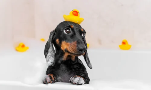 Why Are Dachshunds So Loved? Reasons Explained