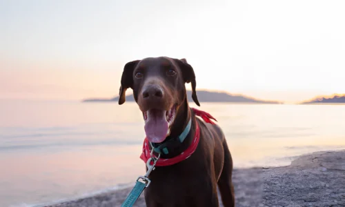 Why Are Dobermans Always Hungry? Explained