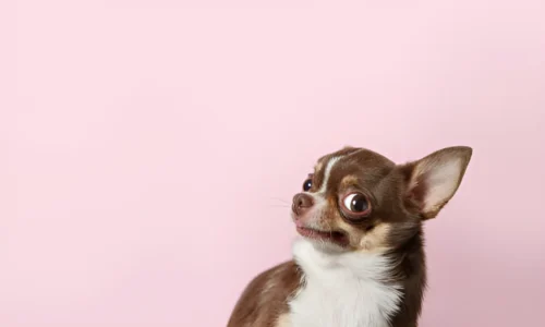 Why Are Small Dogs So High Strung? Reason Explained