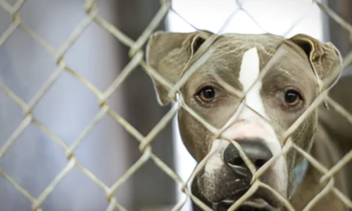 Why Are So Many Pit Bulls in Shelters? Reason Explained