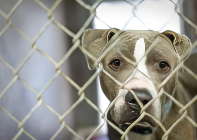 Why Are So Many Pit Bulls in Shelters