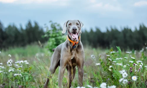 Why Are Weimaraners Good Dogs? Reasons Explained