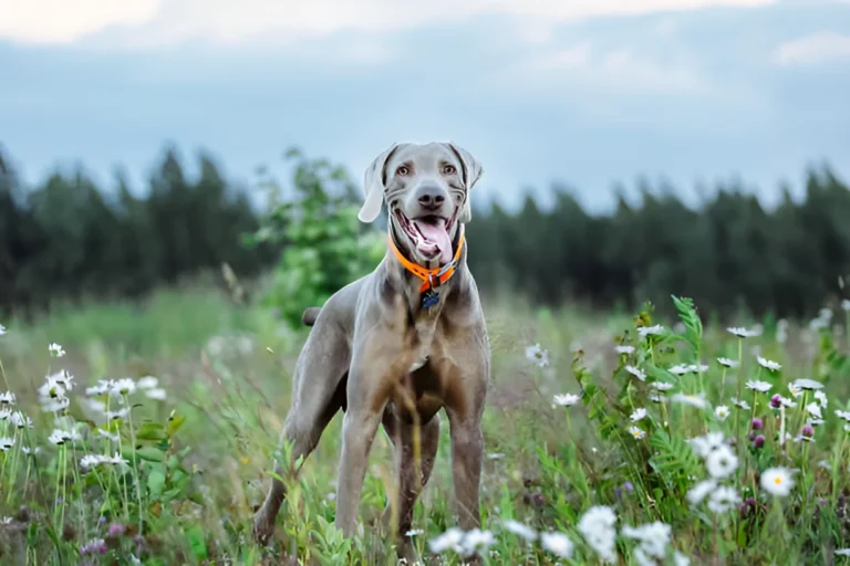 Why Are Weimaraners Good Dogs