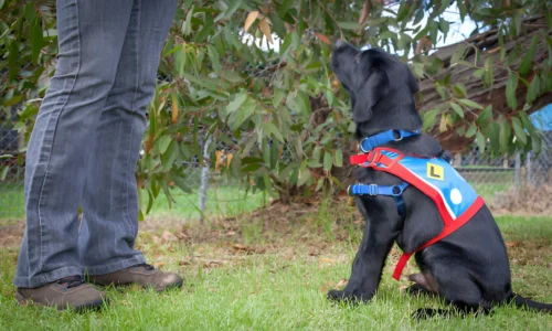 Why Do Police Use Labs? Reasons Explained