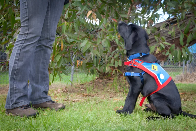 Why Do Police Use Labs