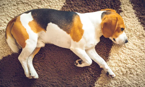 Why Does My Dog Leave Brown Spots on the Carpet?