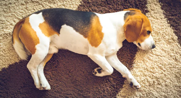 Why Does My Dog Leave Brown Spots on the Carpet?