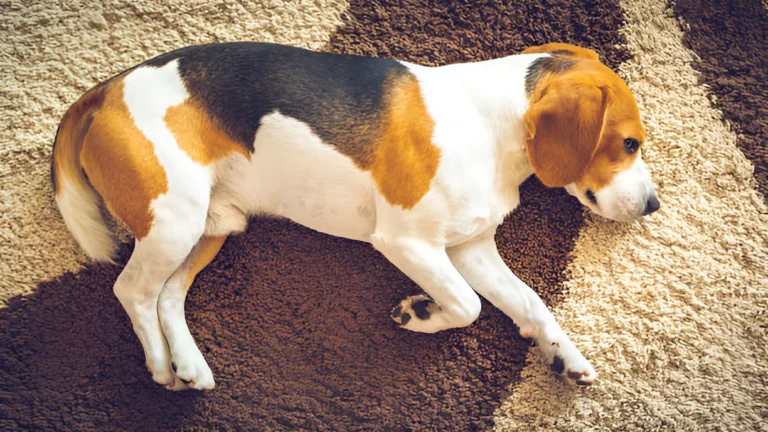 Why Does My Dog Leave Brown Spots on the Carpet