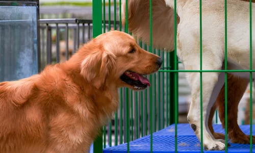 Why Does My Golden Retriever Hate the Crate? Reasons